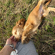 Aîko participe au concours pour gagner de l'argent avec cette photo : dog, grass, hand, person, bracelet, fur, outdoor, nature, sunlight, relaxation, pet, canine, animal, sleeping, comfort, casual_clothing, paw, closeup, laying_down, content
