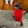 dog, red_sweater, christmas_tree, carpet, wooden_floor, slippers, sneakers, pet, indoor, looking_up, brown_dog, festive_clothing, tail, floor, person_feet, furniture_leg, cozy, cute, home, animal
