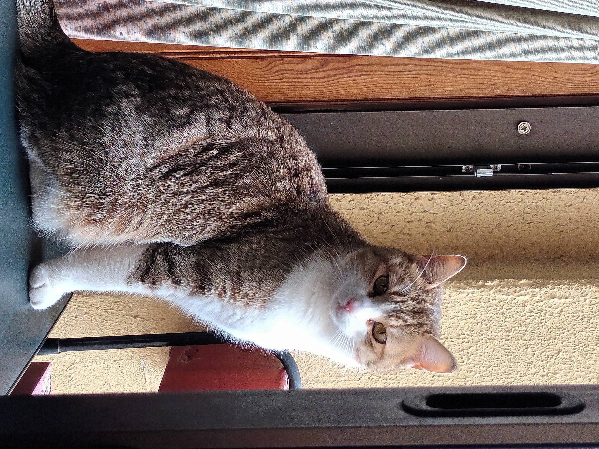 Rità participe au concours pour gagner de l'argent avec cette photo : carnivore, cat, comfort, domestic_short_haired_cat, felidae, flooring, fur, grey, laptop, mammal, metal, output_device, paw, small_to_medium_sized_cats, snout, tail, vertebrate, whiskers, window, wood