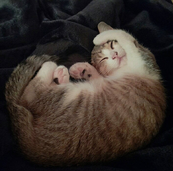 Rità a rejoint le concours — aidez-le/la à gagner de superbes lots ! carnivore, cat, cat_bed, claw, cloud, comfort, domestic_short_haired_cat, fawn, felidae, fur, nap, paw, scottish_fold, sleep, small_to_medium_sized_cats, snout, tail, terrestrial_animal, whiskers, wildlife