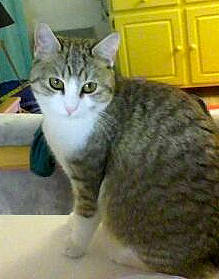 Rità participe au concours pour gagner de l'argent avec cette photo : carnivore, cat, domestic_short_haired_cat, felidae, fur, small_to_medium_sized_cats, snout, terrestrial_animal, whiskers