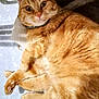 Rouky participe au concours pour gagner de l'argent avec cette photo : animal, cat, collar, curious, cute, domestic_animal, ears, feline, floor, fluffy, fur, indoor, lying_down, orange_tabby, paws, pet, playful, relaxed, tail, whiskers