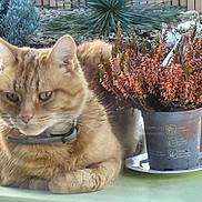 Rouky participe au concours pour gagner de l'argent avec cette photo : animal, cat, collar, feline, flora, garden, gravel, green_table, leafy_plant, nature, orange_tabby, outdoor, pet, plant_pot, potted_plant, quiet, relaxed, succulent, table, wooden_deck