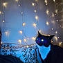 ambient_light, black_and_white, cat, cozy, curious, cushion, dark, fairy_lights, feline, floral_pattern, furniture, glowing_eyes, home, indoor, night, pet, shadow, sitting, string_lights, wall