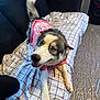 Nina is registered to the contest to win money with this photo: dog, husky, pet, indoor, couch, plaid, blanket, fur, tail, pink_shirt, animal, canine, playful, smiling, mammal, house, carpet, furniture, cute, friendly