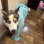 Nina joined the competition — help win amazing prizes! dog, husky, wet, towel, blue_towel, floor, wooden_floor, indoors, pet, animal, canine, fur, ears, tongue, looking_up, expression, home, hallway, doorway, curious
