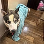 dog, husky, wet, towel, blue_towel, floor, wooden_floor, indoors, pet, animal, canine, fur, ears, tongue, looking_up, expression, home, hallway, doorway, curious