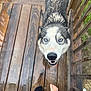Nina joined the competition — help win amazing prizes! dog, husky, blue_eyes, wet_fur, wooden_porch, outdoor, person, feet, jeans, sock, raindrops, wooden_railings, pet, canine, looking_up, animal, daylight, close_up, playful, friendly