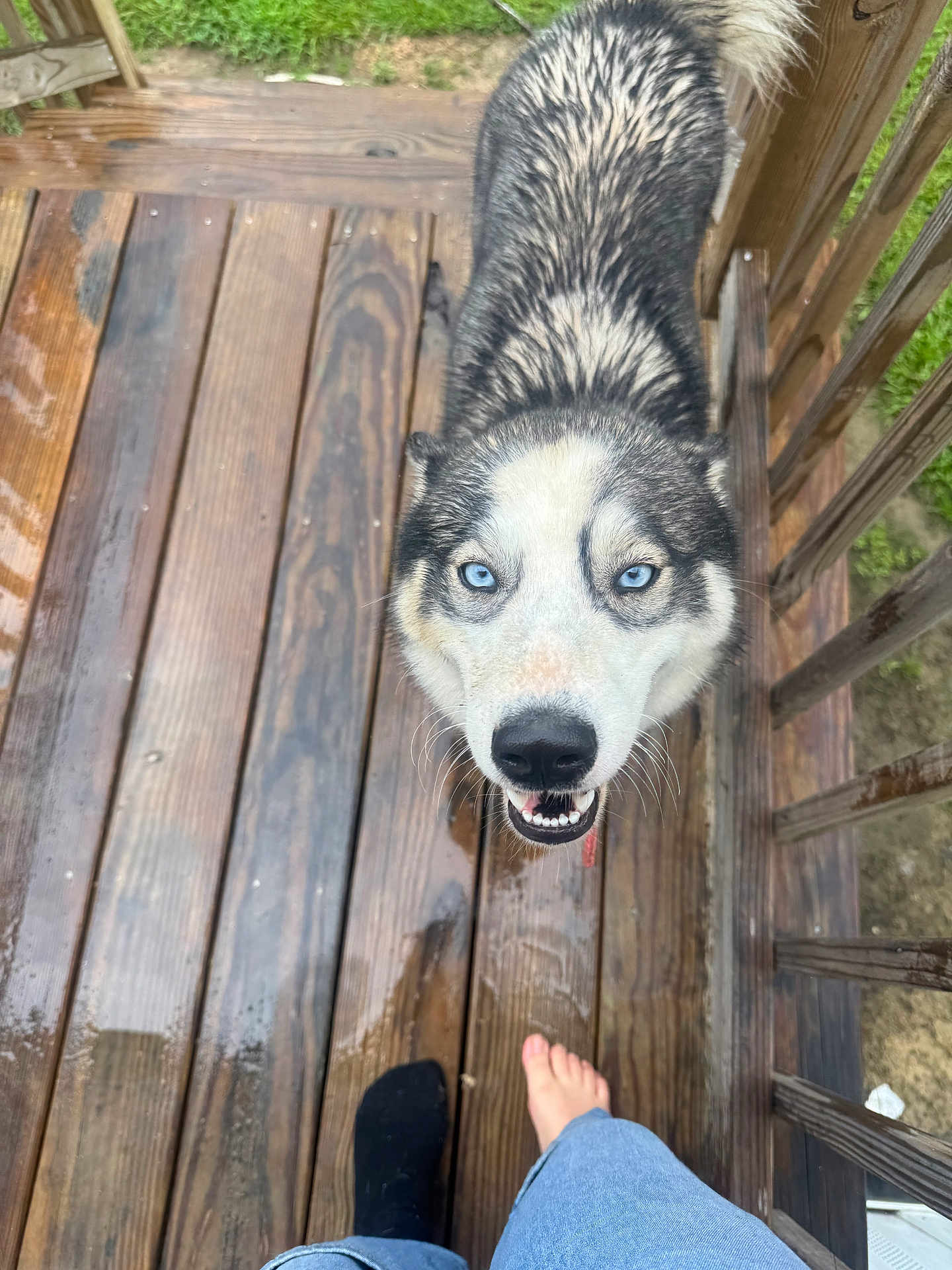 Nina joined the competition — help win amazing prizes! dog, husky, blue_eyes, wet_fur, wooden_porch, outdoor, person, feet, jeans, sock, raindrops, wooden_railings, pet, canine, looking_up, animal, daylight, close_up, playful, friendly
