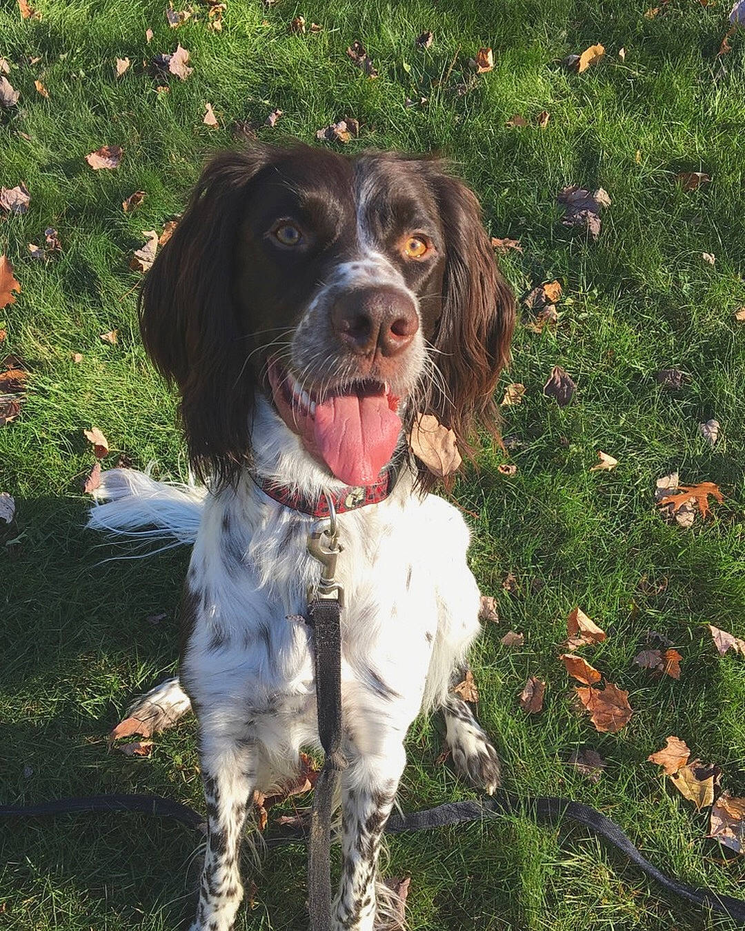 Maïa is registered to the contest to win money with this photo: blue_picardy_spaniel, canidae, carnivore, dog, dog_breed, drentse_patrijshond, english_springer_spaniel, french_spaniel, german_longhaired_pointer, german_spaniel, hunting_dog, large_munsterlander, mammal, picardy_spaniel, pointing_breed, small_munsterlander, spaniel, sporting_group, vertebrate, welsh_springer_spaniel