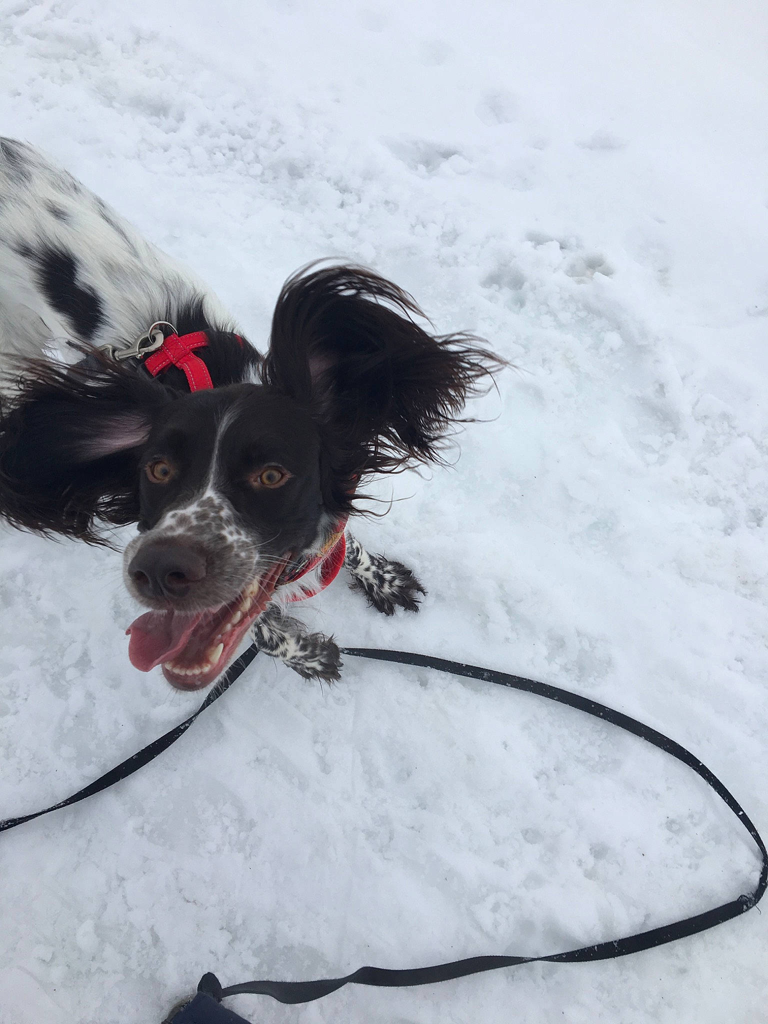 Maïa is registered to the contest to win money with this photo: canidae, carnivore, dog, dog_breed, english_setter, english_springer_spaniel, french_spaniel, pointer, rare_breed_dog, setter, small_munsterlander, snout, snow, spaniel, sporting_group