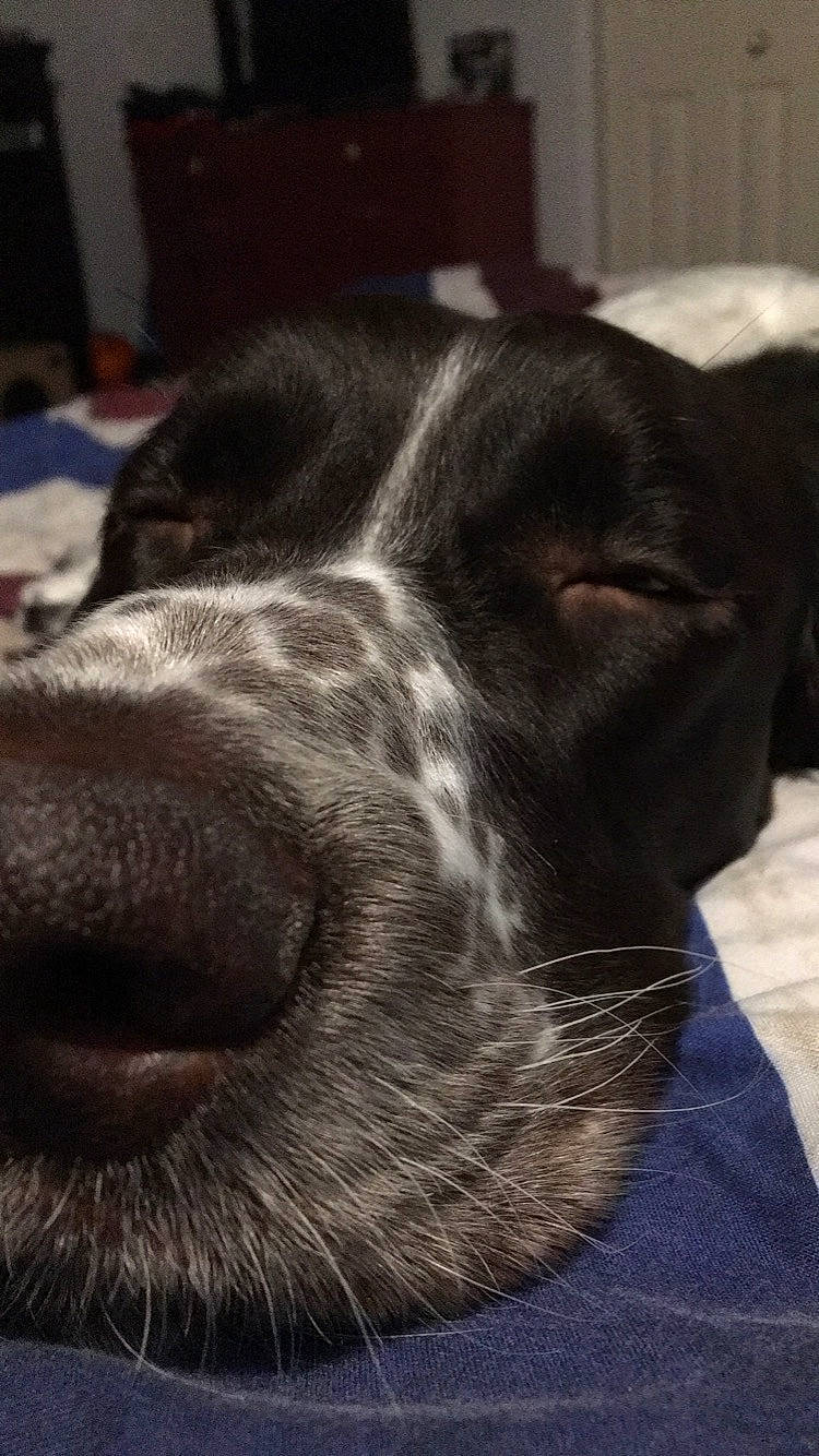 Maïa joined the competition — help win amazing prizes! blue_picardy_spaniel, borador, braque_dauvergne, canidae, carnivore, close_up, companion_dog, dog, dog_breed, english_springer_spaniel, french_spaniel, german_shorthaired_pointer, nose, pointer, pointing_breed, small_munsterlander, snout, spaniel, sporting_group, whiskers