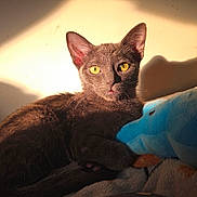 Azula joined the competition — help win amazing prizes! animal, blanket, blue_toy, cat, cozy, cute, feline, gray_cat, indoor, pet, plush_toy, portrait, relaxed, resting, shadow, soft_toy, sunlight, wall, warm_light, yellow_eyes