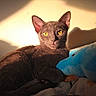 animal, blanket, blue_toy, cat, cozy, cute, feline, gray_cat, indoor, pet, plush_toy, portrait, relaxed, resting, shadow, soft_toy, sunlight, wall, warm_light, yellow_eyes