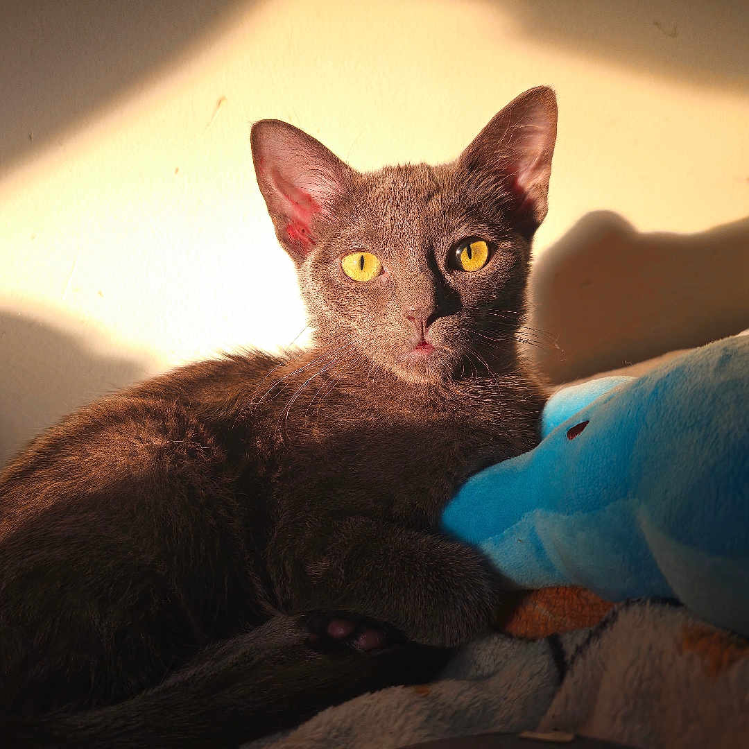 Azula