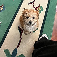 Molly is registered to the contest to win money with this photo: animal, black_pants, carpet, companion, curly_hair, cute, dog, domestic, floor, foot, furry, home, indoor, looking_up, pattern, pet, puppy, rug, small_dog, sock