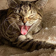 Miso participe au concours pour gagner de l'argent avec cette photo : animal, blanket, cat, closeup, comfort, cozy, cute, feline, fur, indoor, pet, relaxed, resting, sleepy, soft, tabby_cat, texture, warm, whiskers, yawning