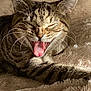 animal, blanket, cat, closeup, comfort, cozy, cute, feline, fur, indoor, pet, relaxed, resting, sleepy, soft, tabby_cat, texture, warm, whiskers, yawning