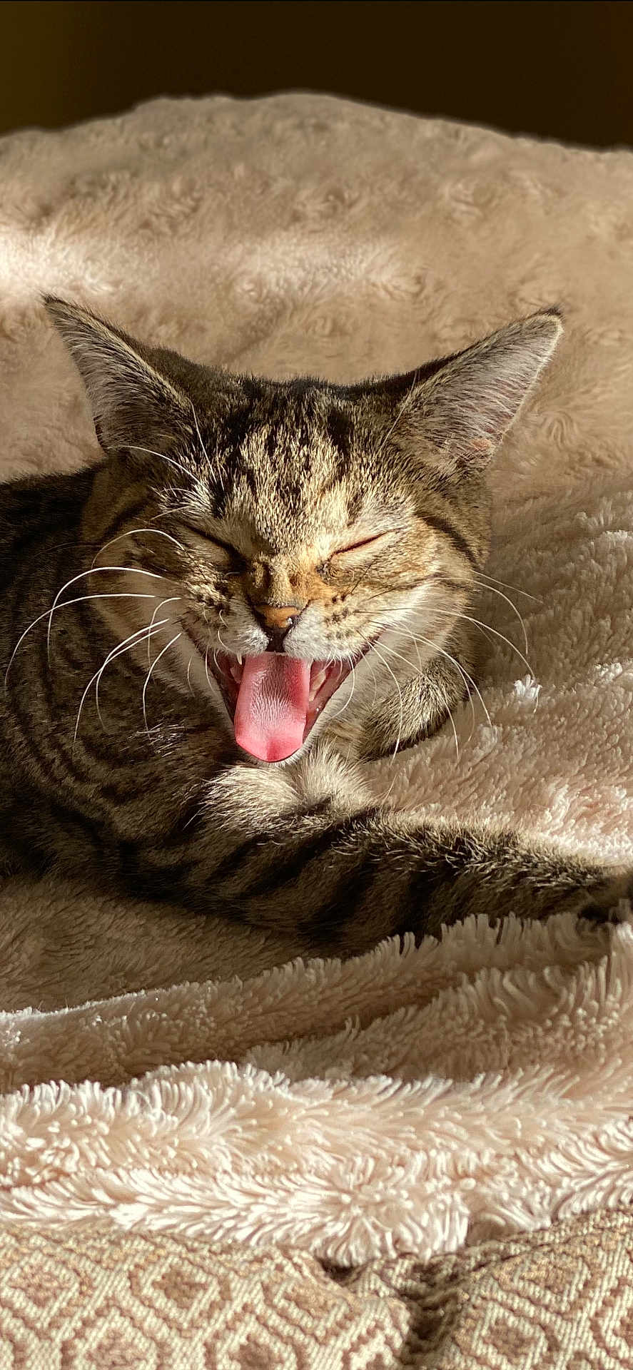 Miso