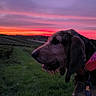 Vicky participe au concours pour gagner de l'argent avec cette photo : dog, sunset, outdoor, grass, collar, leash, nature, sky, twilight, animal, profile, field, colorful_sky, evening, canine, peaceful, landscape, pet, scenic, vibrant_colors