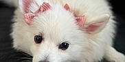 Bella joined the competition — help win amazing prizes! dog, white_dog, fluffy, bow, pet, cute, lying_down, ears, fur, animal, close_up, adorable, soft, indoor, portrait, companion, looking_up, black_nose, pink_bow, expression