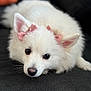 dog, white_dog, fluffy, bow, pet, cute, lying_down, ears, fur, animal, close_up, adorable, soft, indoor, portrait, companion, looking_up, black_nose, pink_bow, expression