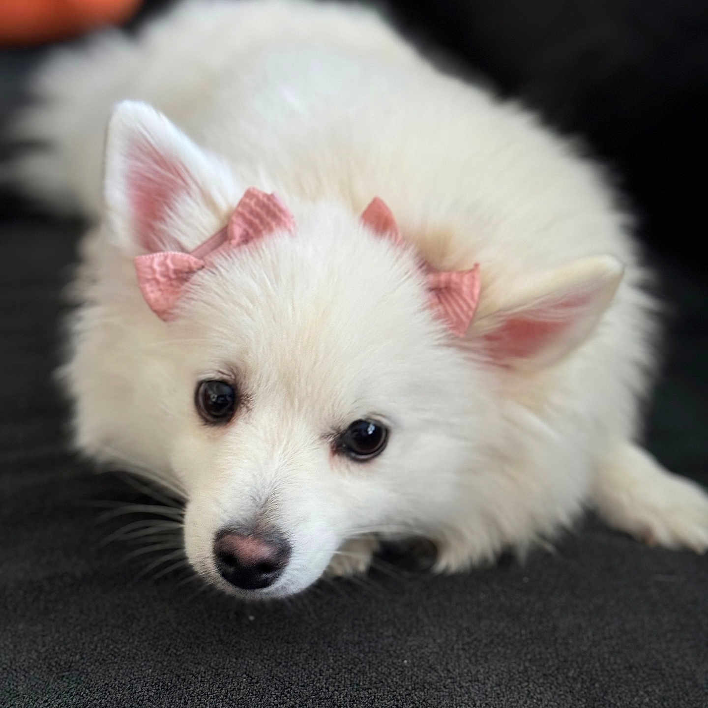 Bella joined the competition — help win amazing prizes! adorable, animal, black_nose, bow, close_up, companion, cute, dog, ears, expression, fluffy, fur, indoor, looking_up, lying_down, pet, pink_bow, portrait, soft, white_dog