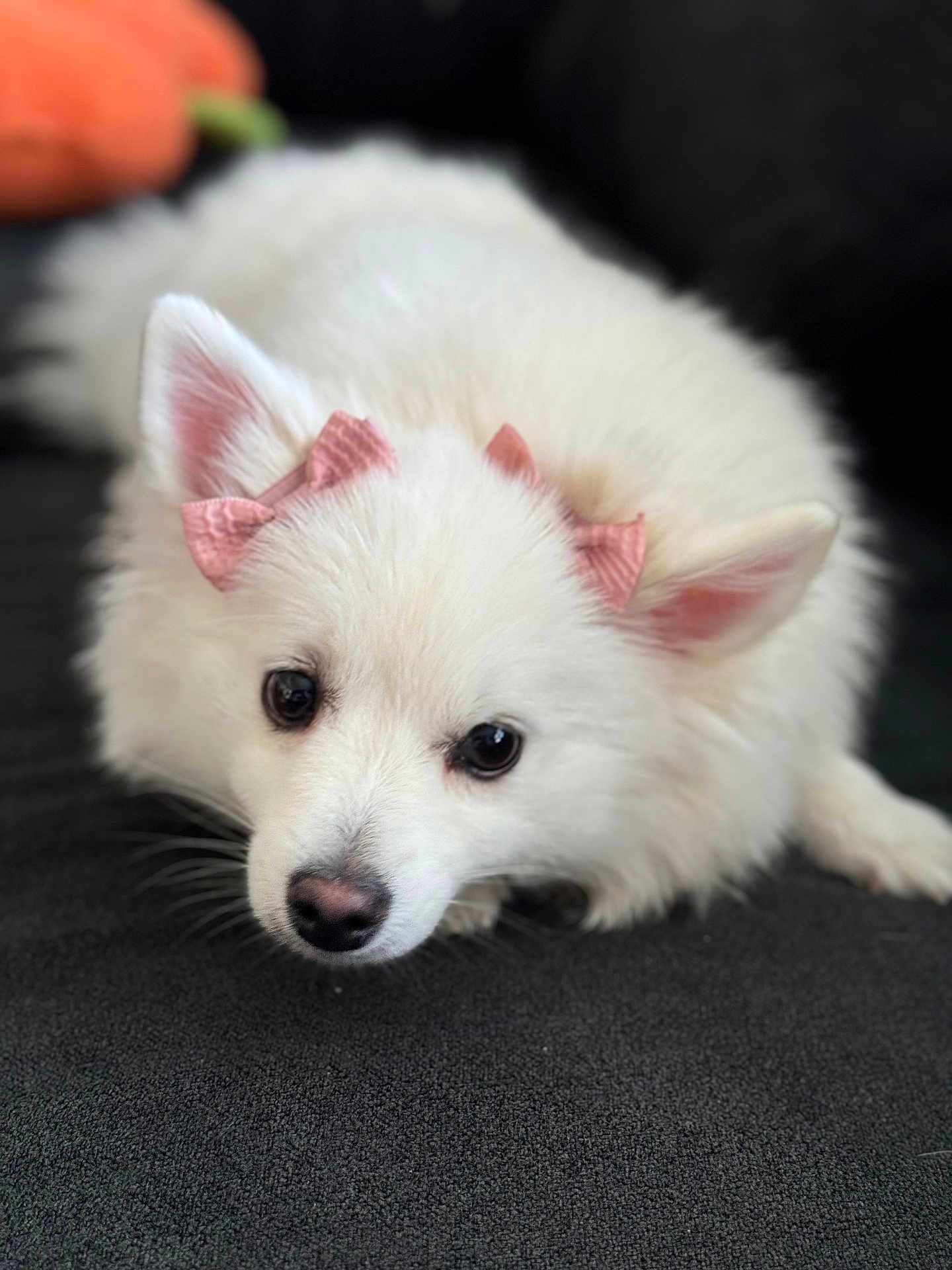 Bella joined the competition — help win amazing prizes! dog, white_dog, fluffy, bow, pet, cute, lying_down, ears, fur, animal, close_up, adorable, soft, indoor, portrait, companion, looking_up, black_nose, pink_bow, expression
