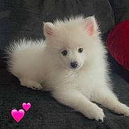 Bella is registered to the contest to win money with this photo: puppy, dog, white_fur, fluffy, couch, indoor, pet, animal, adorable, cute, heart_emoji, love, relaxed, cozy, window, home, fur, sitting, young, companion