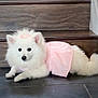 Bella joined the competition — help win amazing prizes! dog, white, fluffy, pet, indoor, stairs, floor, pink_dress, bow, cute, animal, portrait, lying_down, fur, small_dog, domestic_animal, canine, looking_at_camera, wood, tile_floor