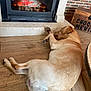 animal, brick_wall, comfort, cozy, dog, fireplace, fur, hearth, home, indoors, labrador, paw, pet, relaxed, resting, tail, tongue_out, warmth, wooden_chest, wooden_floor