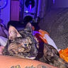 cat, tortoiseshell_cat, pet, animal, lying_down, relaxed, indoor, home, couch, blanket, human_arm, tattoo, portrait, close_up, purple_lighting, blue_lighting, whiskers, ears, fur, cozy