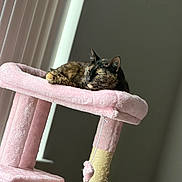 Pen is registered to the contest to win money with this photo: cat, tortoiseshell_cat, sleeping, lounging, pet, feline, pink_cat_tree, scratching_post, cat_furniture, plush, indoor, sunlight, sunbeam, cozy, relaxed, portrait, vertical_photo, home, toy, whiskers