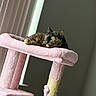 cat, tortoiseshell_cat, sleeping, lounging, pet, feline, pink_cat_tree, scratching_post, cat_furniture, plush, indoor, sunlight, sunbeam, cozy, relaxed, portrait, vertical_photo, home, toy, whiskers