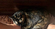 Pen joined the competition — help win amazing prizes! cat, tortoiseshell_cat, sleeping, curled_up, pet, feline, fur, whiskers, ears, paws, indoor, cozy, rug, shaggy_rug, wooden_background, human_feet, relaxed, resting, warm_lighting, home