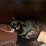 cat, tortoiseshell_cat, sleeping, curled_up, pet, feline, fur, whiskers, ears, paws, indoor, cozy, rug, shaggy_rug, wooden_background, human_feet, relaxed, resting, warm_lighting, home