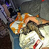 cat, tortoiseshell_cat, sleeping, pet, animal, indoor, couch, blanket, person, lap, tattoo, relaxed, cozy, living_room, portrait, flash_photography, patterned_fabric, domestic_animal, resting, funny