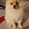 Pakita participe au concours pour gagner de l'argent avec cette photo : dog, pomeranian, puppy, fluffy, indoor, floor, pet_bed, curious, brown, cream, small_dog, looking, animal, cute, domestic, furry, sitting, wooden_floor, household, pet