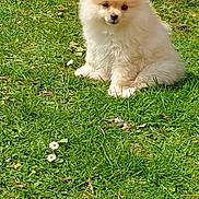 Pakita a rejoint le concours — aidez-le/la à gagner de superbes lots ! dog, puppy, pomeranian, grass, greenery, outdoor, cute, fluffy, small_dog, pet, animal, nature, sunlight, spring, flower, white_flower, sitting, adorable, fur, canine