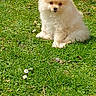 adorable, animal, canine, cute, dog, flower, fluffy, fur, grass, greenery, nature, outdoor, pet, pomeranian, puppy, sitting, small_dog, spring, sunlight, white_flower