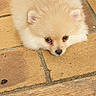 adorable, animal, brown_floor, canine, close_up, cream_color, cute, dog, floor, fluffy, fur, indoors, looking_up, lying_down, pet, puppy, resting, small_dog, tiles, young