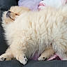 Pakita participe au concours pour gagner de l'argent avec cette photo : dog, pomeranian, sleeping, pet_bed, fluffy, cream_color, cozy, indoor, car_interior, relaxed, animal, cute, small_dog, resting, furry, paw, nose, soft, companion, domestic