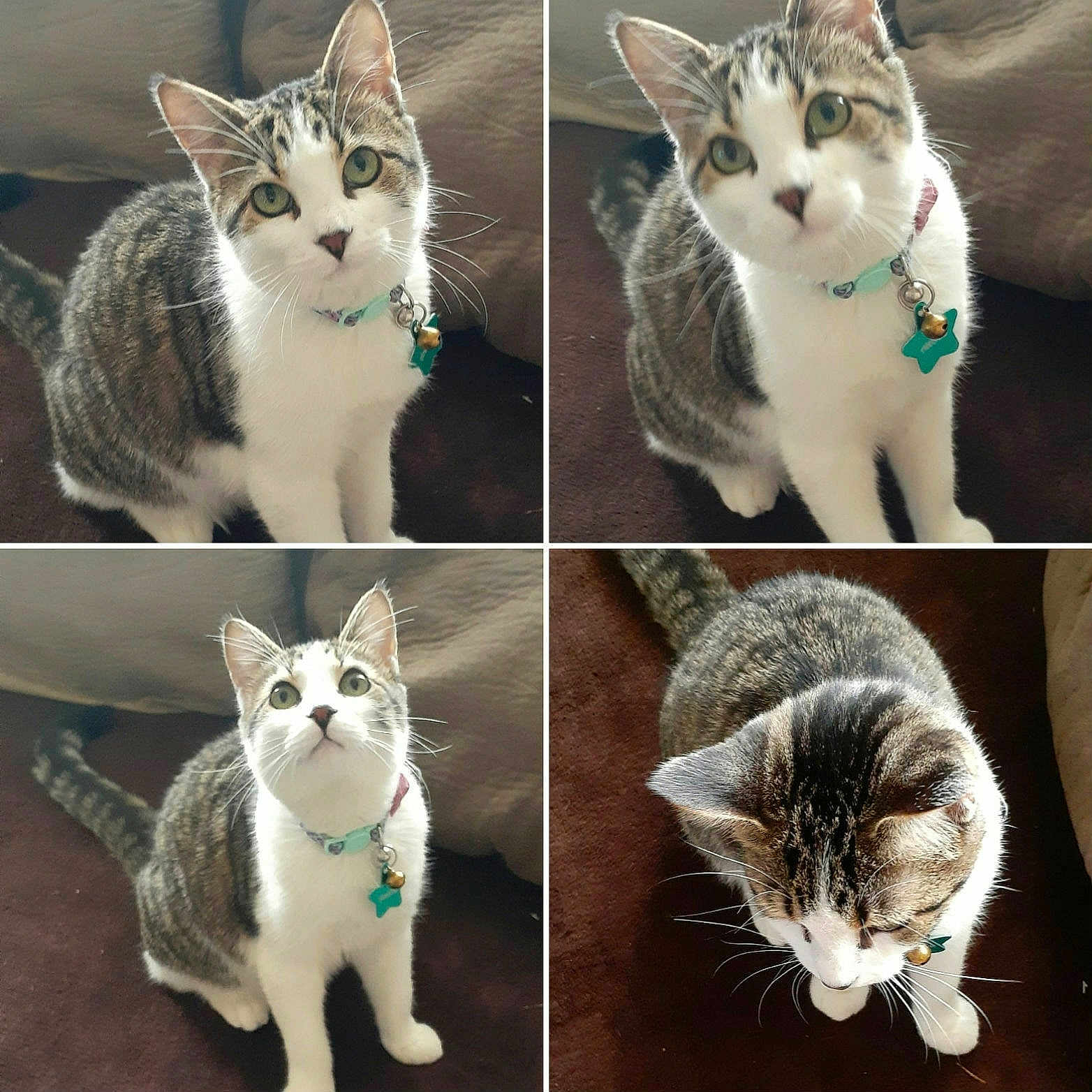 Angel joined the competition — help win amazing prizes! abyssinian, accessories, animal, art, cat, collage, collar, egyptiancat, formalwear, homedecor, jewelry, kitten, leash, linen, manx, necklace, pendant, pet, strap, tie