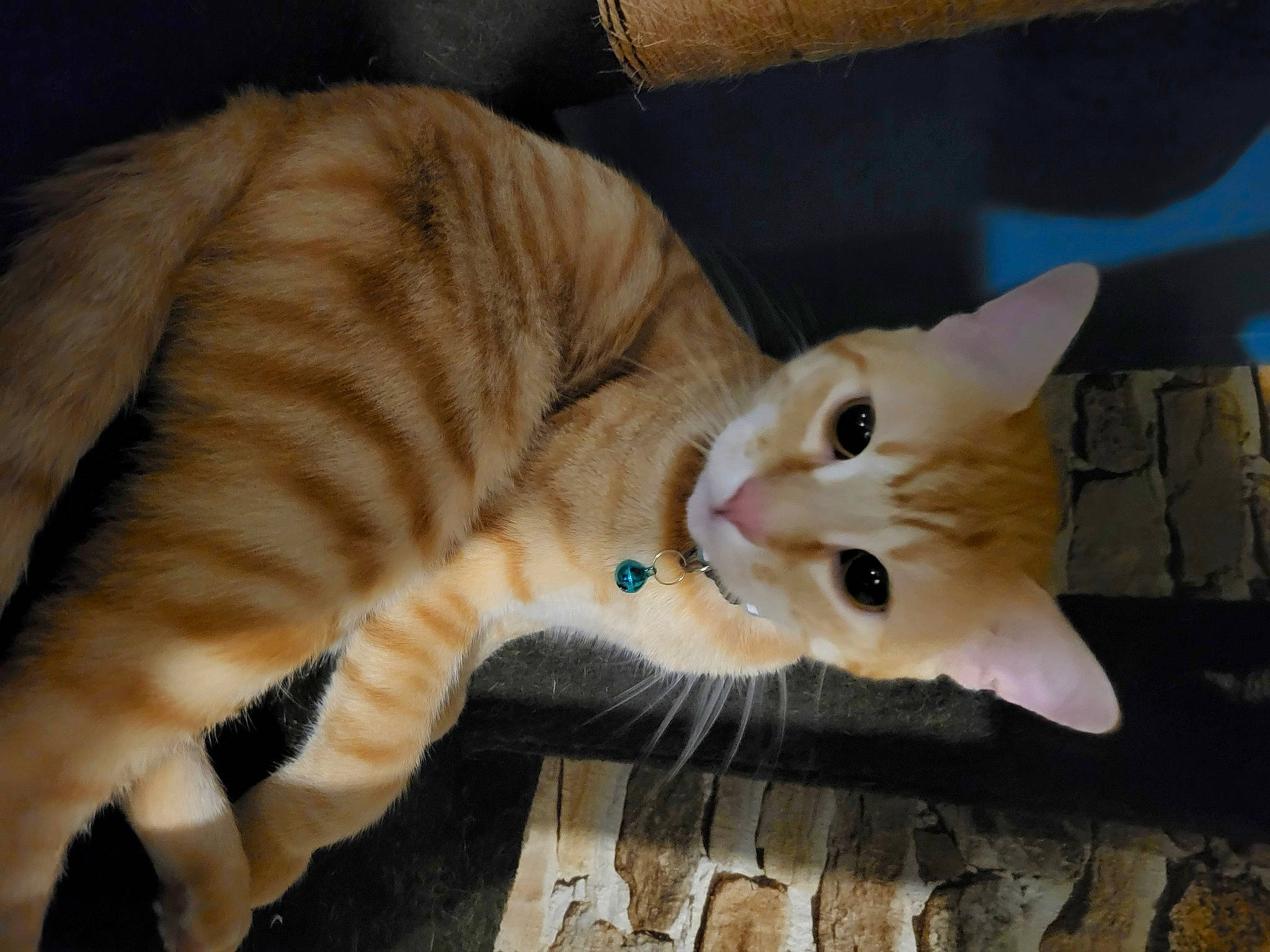 Link a rejoint le concours — aidez-le/la à gagner de superbes lots ! carnivore, cat, claw, comfort, domestic_short_haired_cat, fawn, felidae, fur, paw, small_to_medium_sized_cats, snout, tail, terrestrial_animal, whiskers, wood