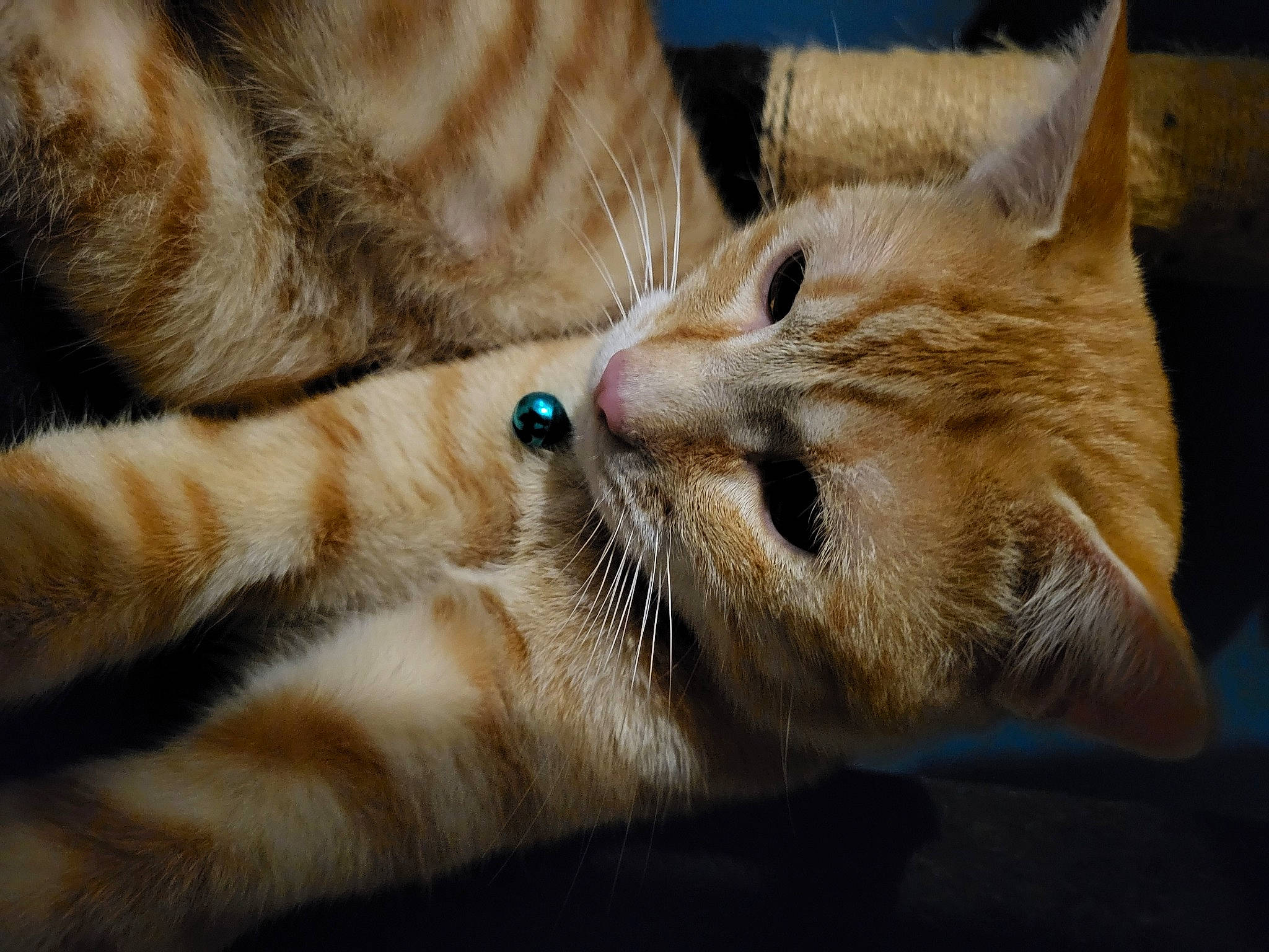 Link a rejoint le concours — aidez-le/la à gagner de superbes lots ! carnivore, cat, claw, close_up, comfort, domestic_short_haired_cat, ear, fawn, felidae, foot, fur, gesture, nap, paw, small_to_medium_sized_cats, snout, tail, whiskers, wildlife