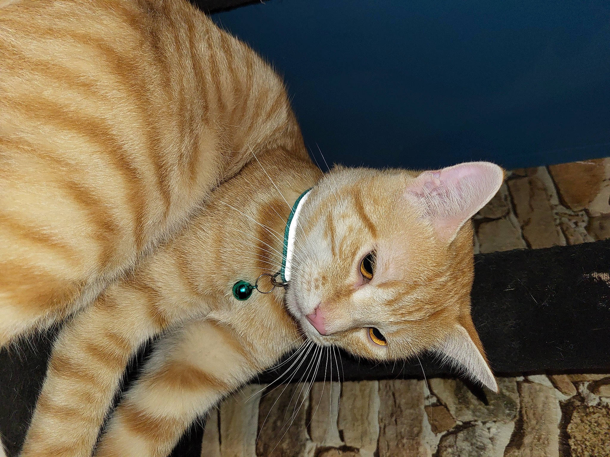 Link participe au concours pour gagner de l'argent avec cette photo : carnivore, cat, claw, comfort, domestic_short_haired_cat, eye, fawn, felidae, fur, grass, pattern, paw, small_to_medium_sized_cats, snout, tail, terrestrial_animal, whiskers, wood