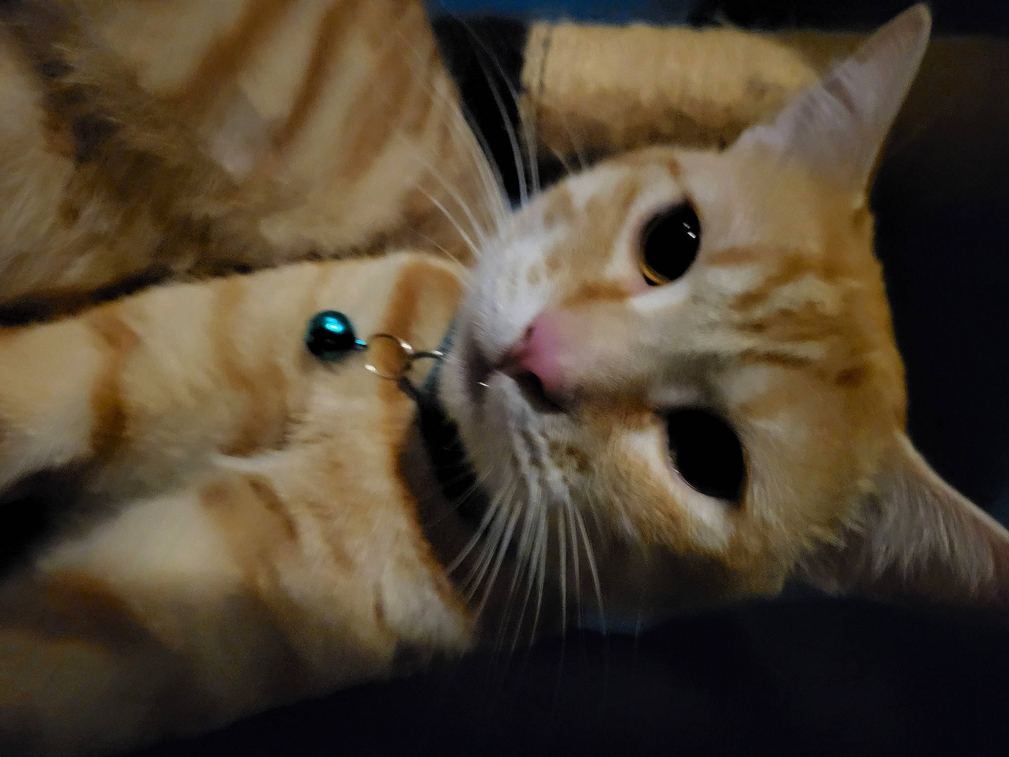 Link participe au concours pour gagner de l'argent avec cette photo : bed, carnivore, cat, claw, comfort, domestic_short_haired_cat, ear, fawn, felidae, fur, nap, paw, small_to_medium_sized_cats, snout, whiskers