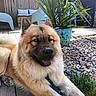 dog, outdoor, pet, fluffy, sunlight, wooden_deck, plant, potted_plant, gravel, garden, leash, relaxed, smiling, furniture, greenery, daylight, fur, ears, tongue, nature