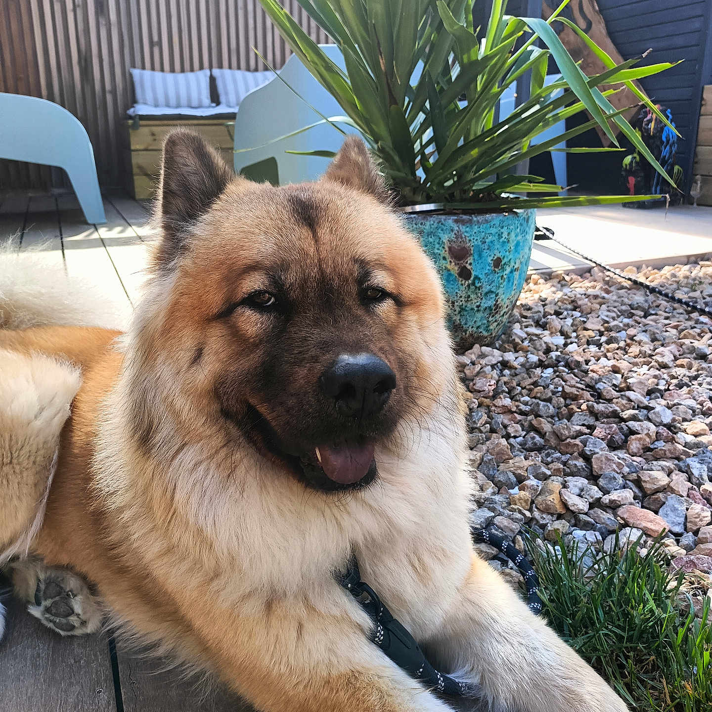 Mia