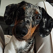 Achile a rejoint le concours — aidez-le/la à gagner de superbes lots ! animal, black, brown, canine, clock, close_up, comfort, cute, dachshund, dapple, dog, ears, fur, indoor, legs, pet, portrait, puppy, snout, white